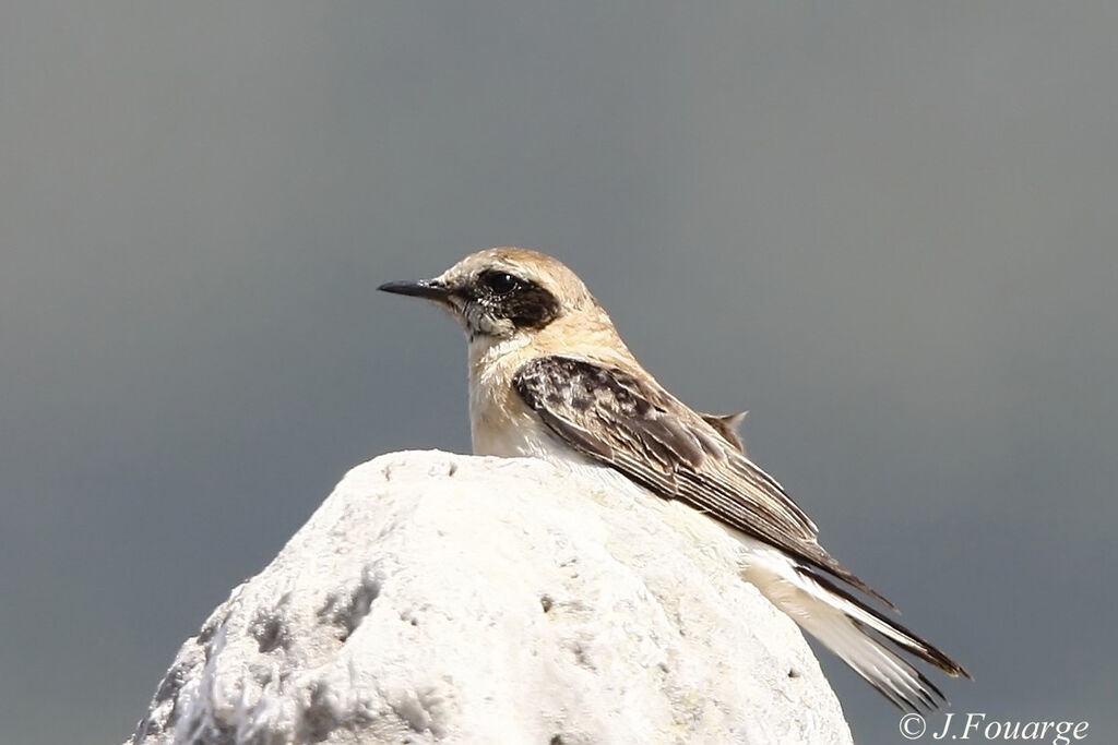 Black-eared Wheatear female adult