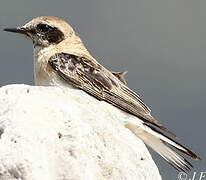 Western Black-eared Wheatear