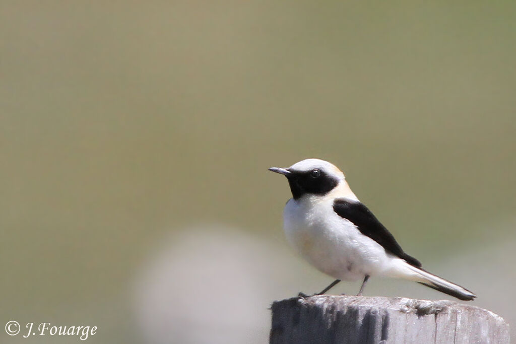 Western Black-eared Wheatear male adult, identification