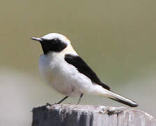 Black-eared Wheatear