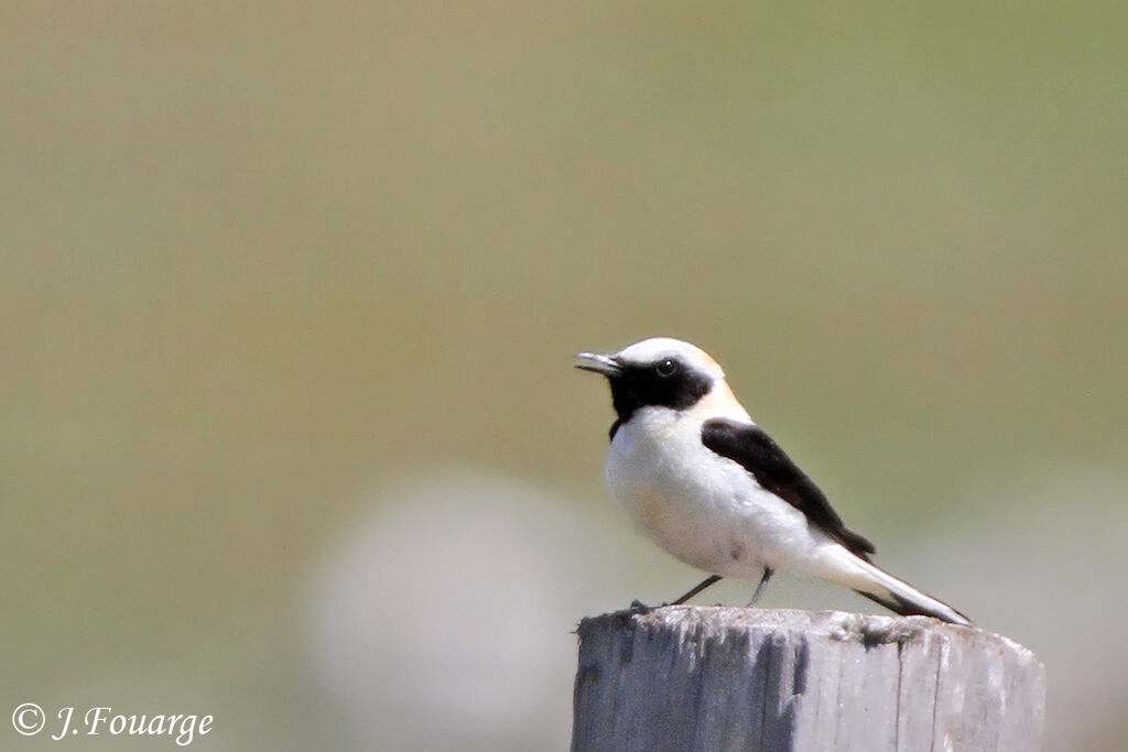 Western Black-eared Wheatear male adult, identification, song, Behaviour