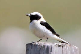 Western Black-eared Wheatear