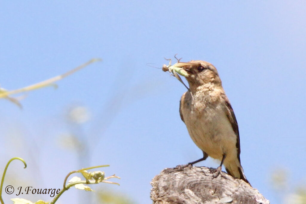 Black-eared Wheatear female adult, identification, feeding habits, Reproduction-nesting, Behaviour