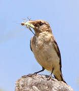 Western Black-eared Wheatear