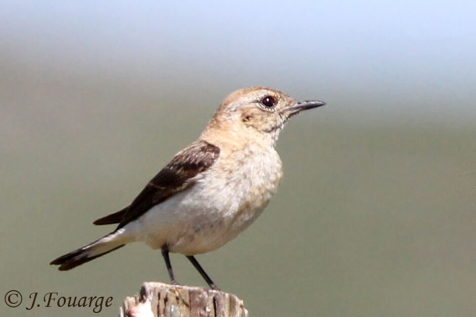 Black-eared Wheatear female adult, identification