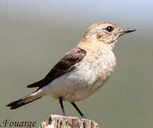 Western Black-eared Wheatear