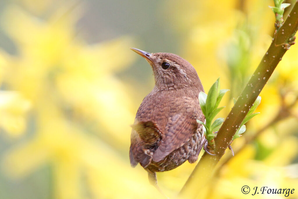 Eurasian Wren male adult, identification