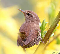 Eurasian Wren