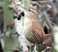 Eurasian Wren