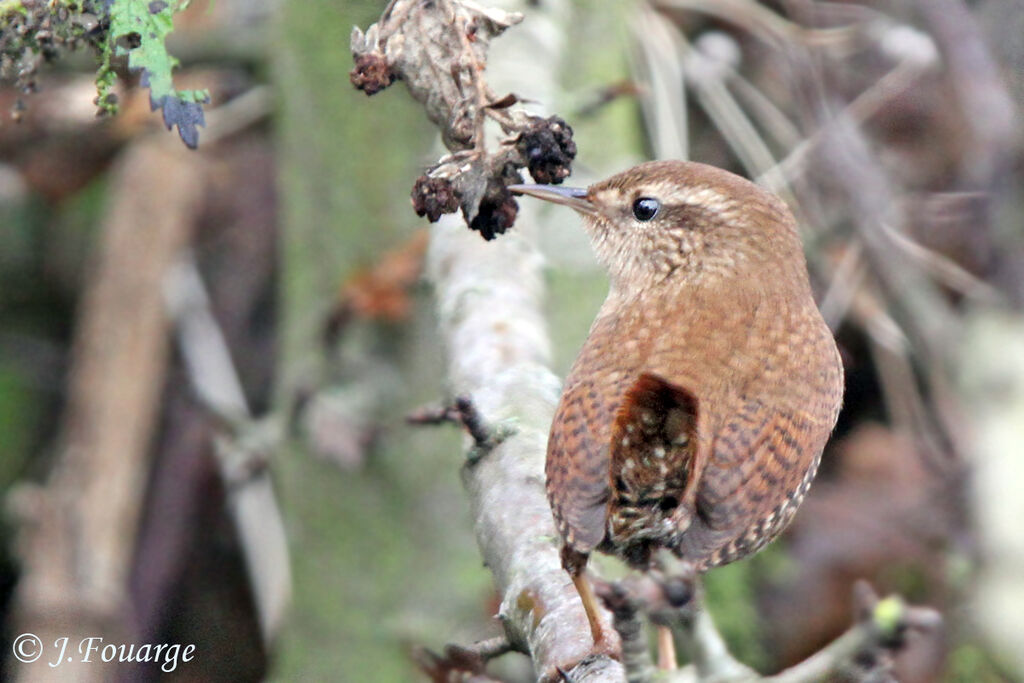 Eurasian Wren, identification