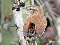 Eurasian Wren