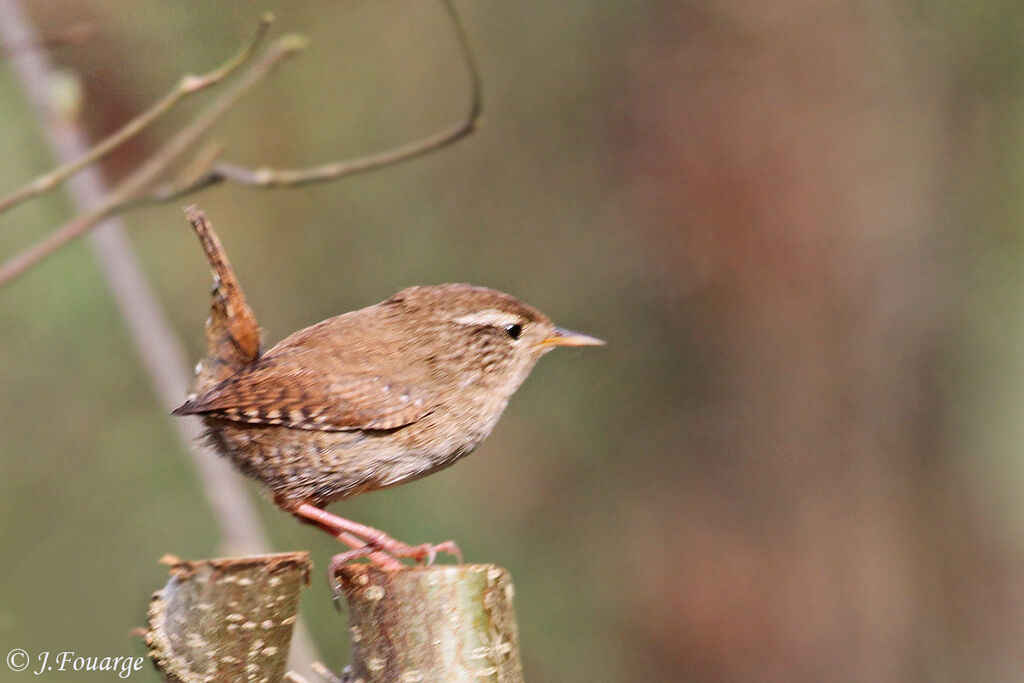 Eurasian Wren, identification