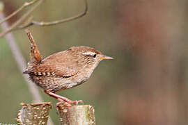 Eurasian Wren