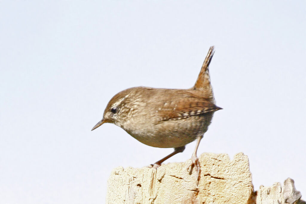 Eurasian Wren