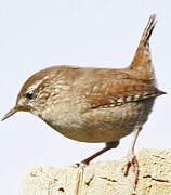 Eurasian Wren