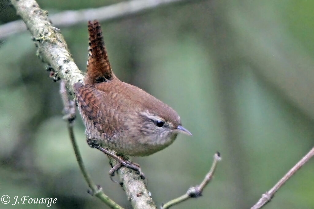 Eurasian Wren