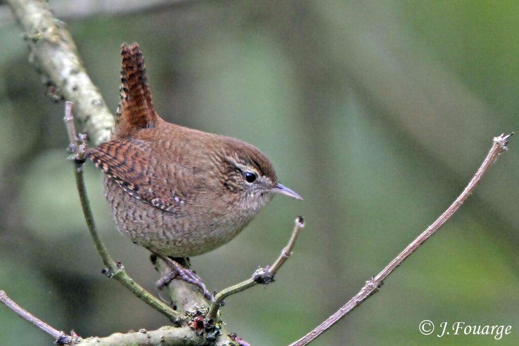 Eurasian Wren