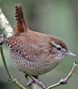 Eurasian Wren