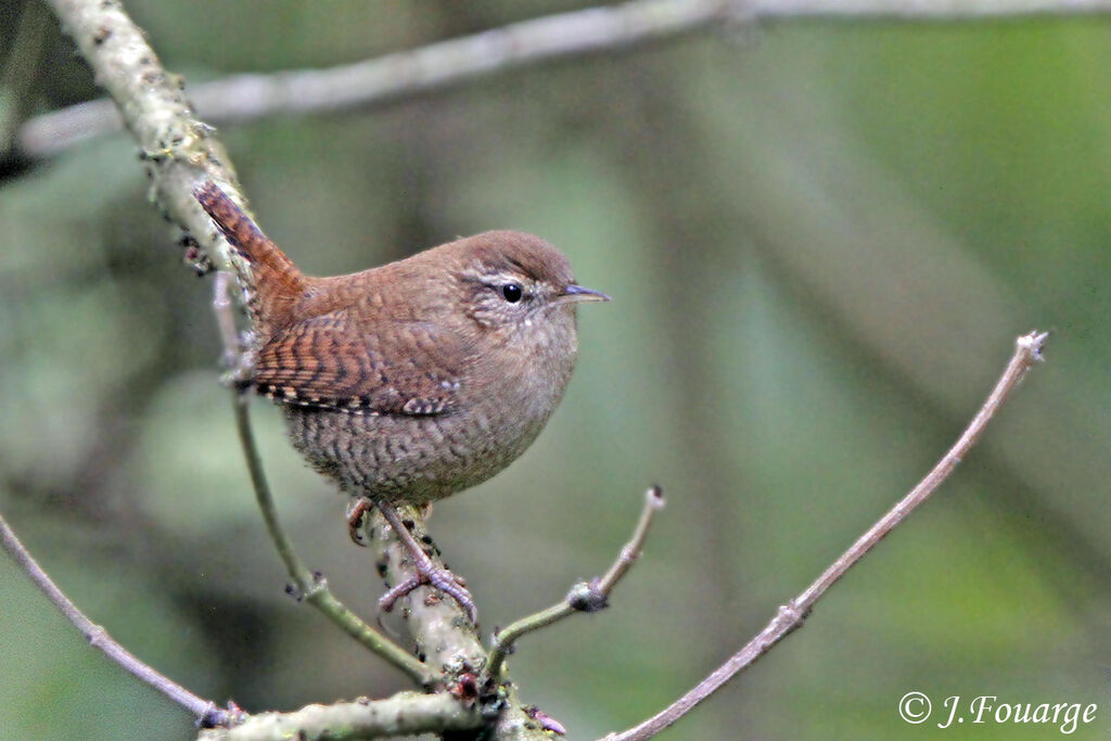 Eurasian Wren