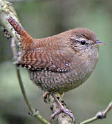 Eurasian Wren