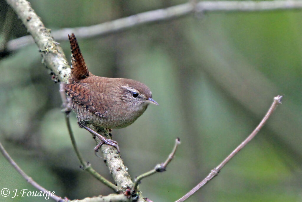 Eurasian Wren