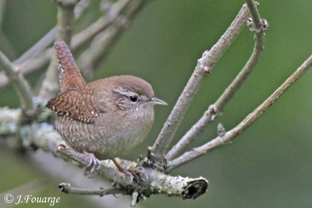 Eurasian Wren