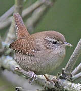 Eurasian Wren