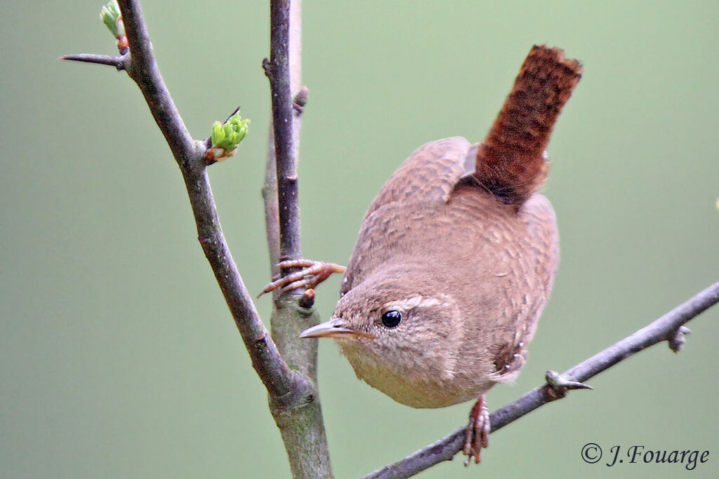 Eurasian Wren male adult, identification