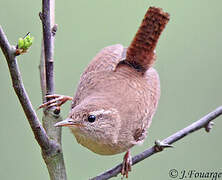 Eurasian Wren