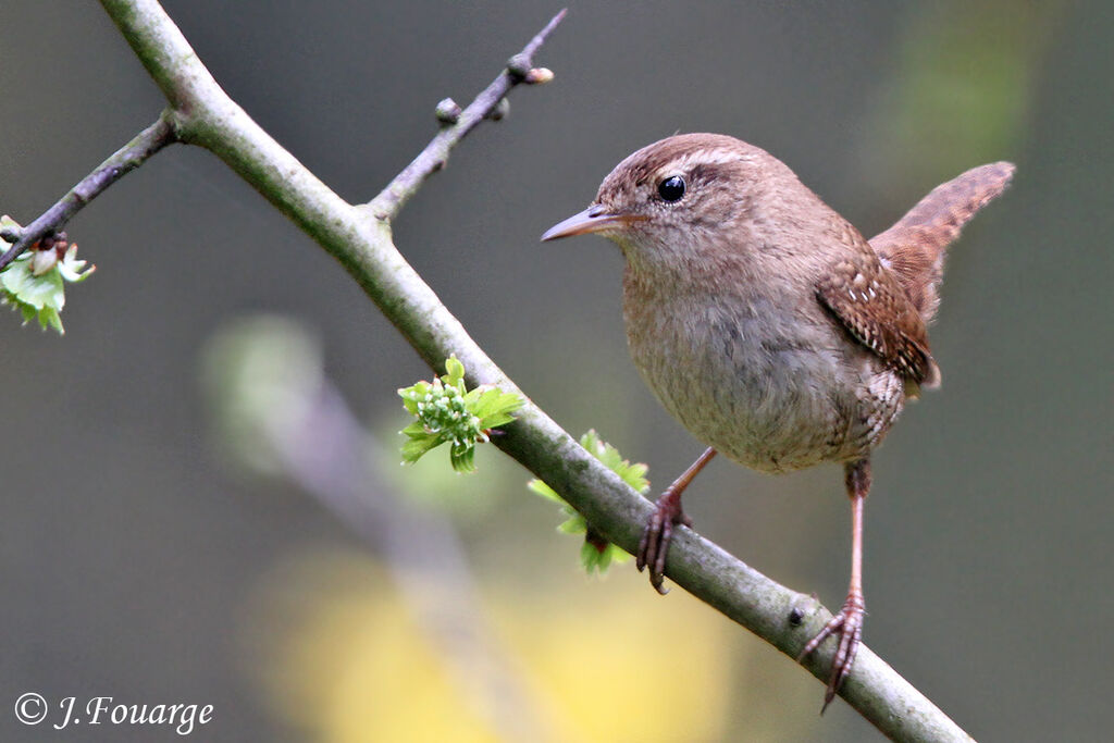 Eurasian Wren male adult, identification