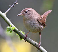 Eurasian Wren