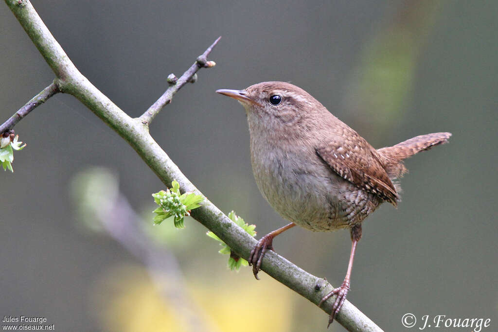 Eurasian Wren male adult, identification