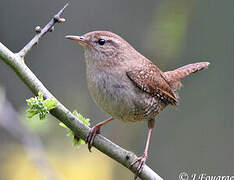 Eurasian Wren