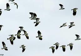 Northern Lapwing