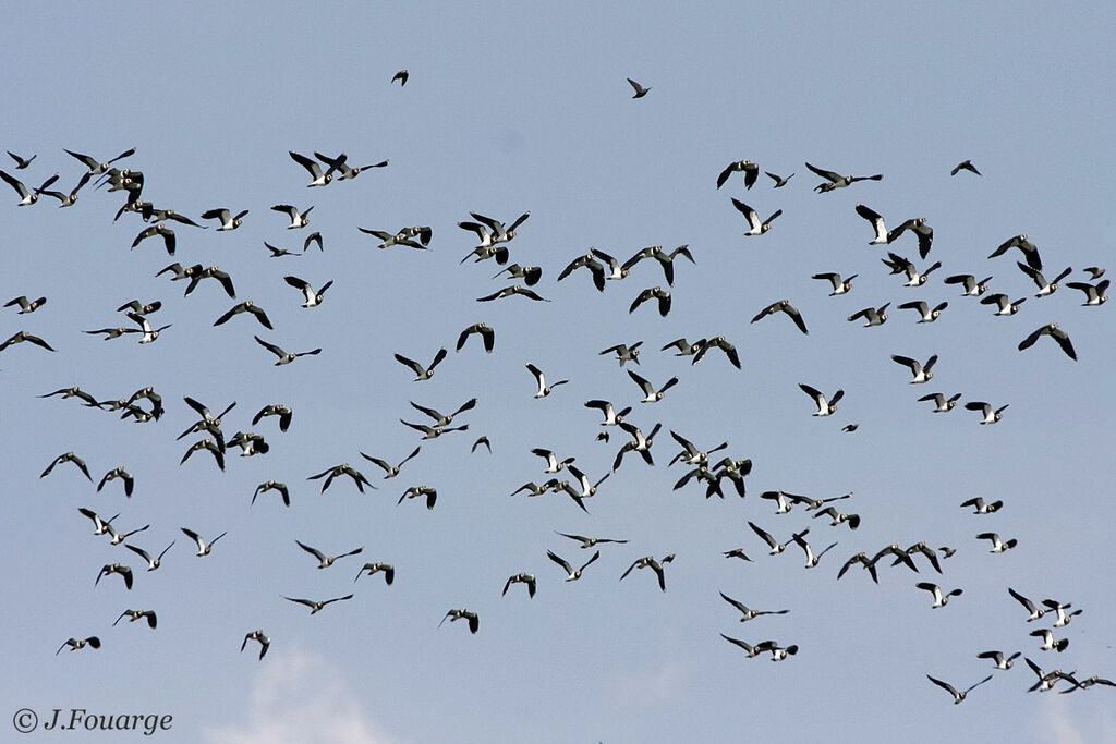 Northern Lapwing