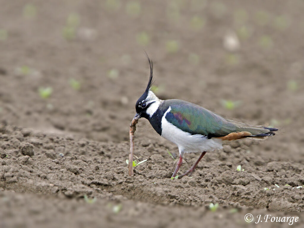 Northern Lapwingadult, feeding habits, Behaviour