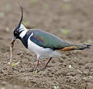 Northern Lapwing