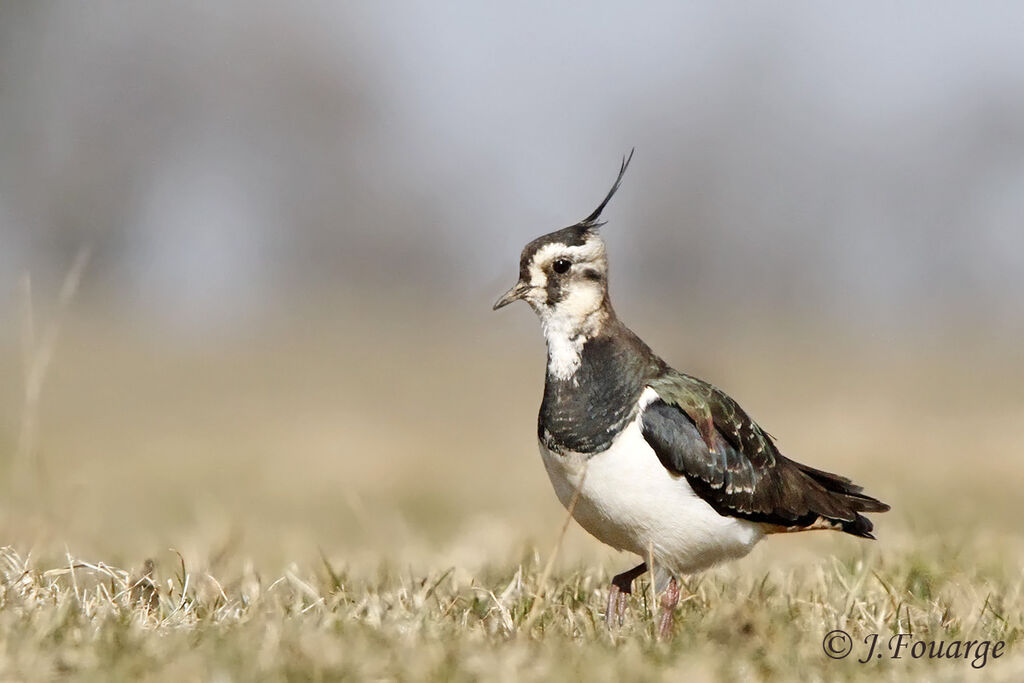 Northern Lapwing