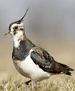 Northern Lapwing