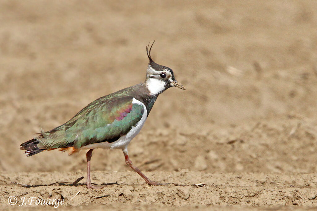 Vanneau huppéadulte, identification, Nidification