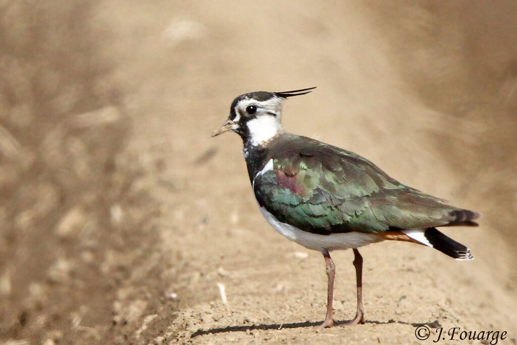 Vanneau huppéadulte, identification