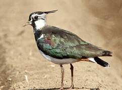 Northern Lapwing