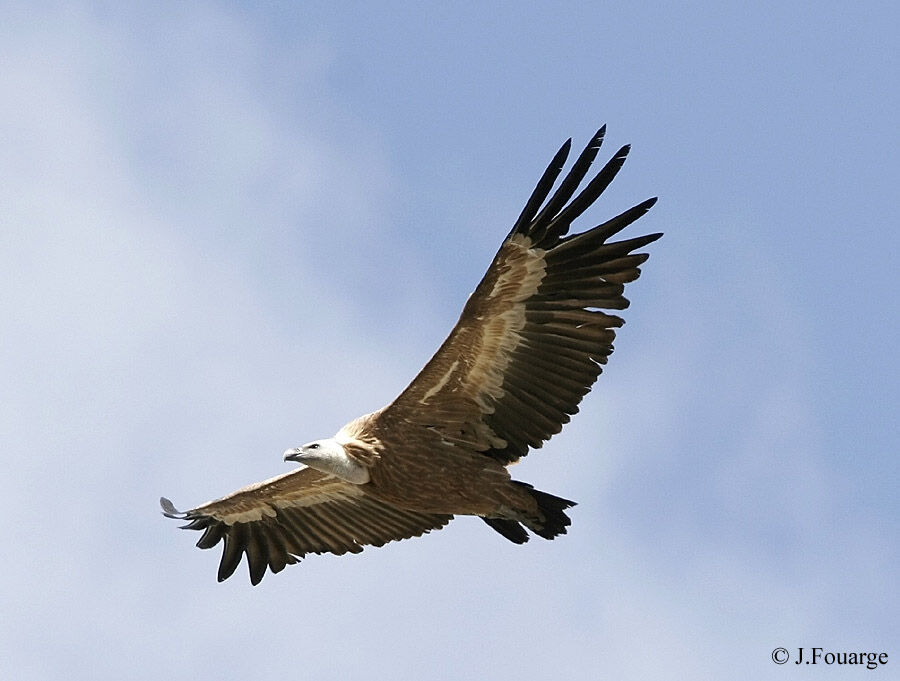 Vautour fauve