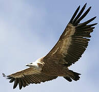 Griffon Vulture