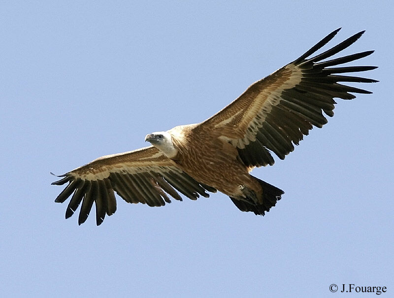 Vautour fauve