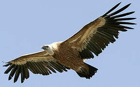 Griffon Vulture