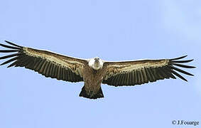 Griffon Vulture