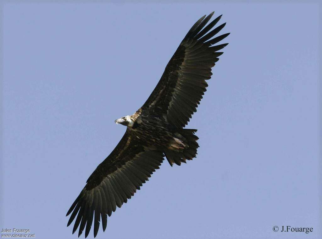 Cinereous Vultureadult, Flight