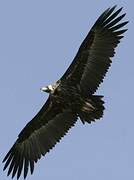 Cinereous Vulture