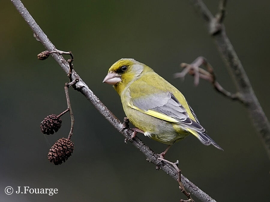 European Greenfinch male adult